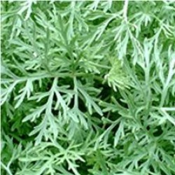 Davana Essential Oil (India)