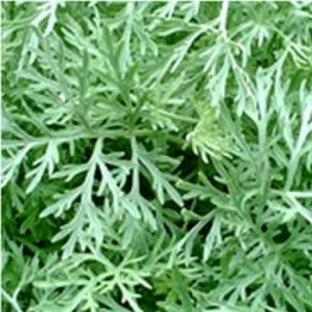 Davana Essential Oil (India)