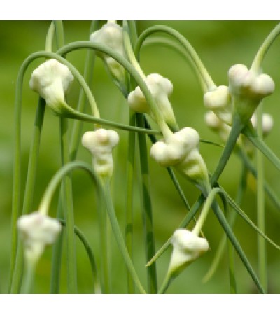 Garlic Essential Oil (India)