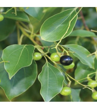 H2O  Ho Wood Essential Oil