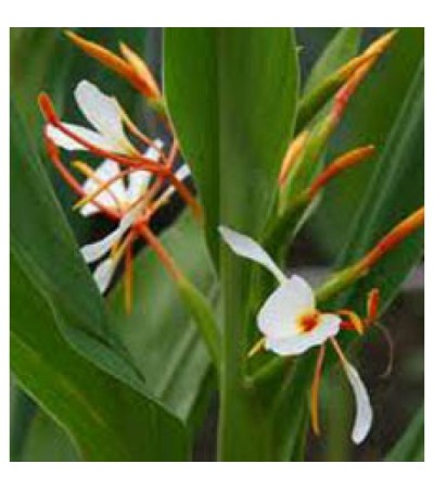 H2O Hydechium Essential Oil (India)