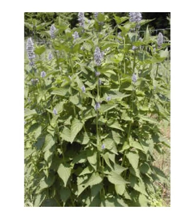 H2O Hyssop Essential Oil