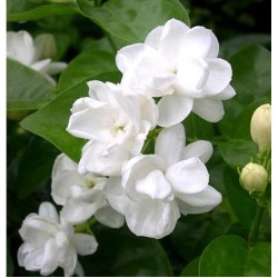 Jasmine Sambac 3%