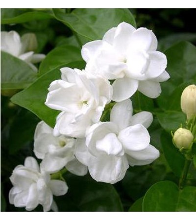 Jasmine Sambac 3%