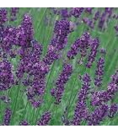 H2O Lavender Oil