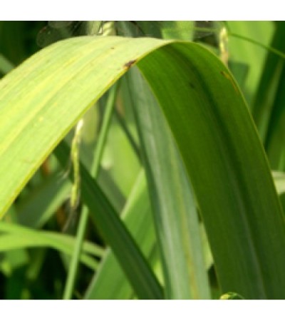 H2O  Lemon Grass Essential Oil (China)