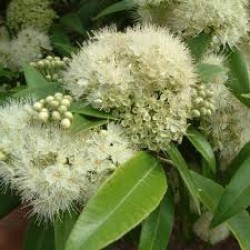 H2O Lemon Myrtle Essential Oil