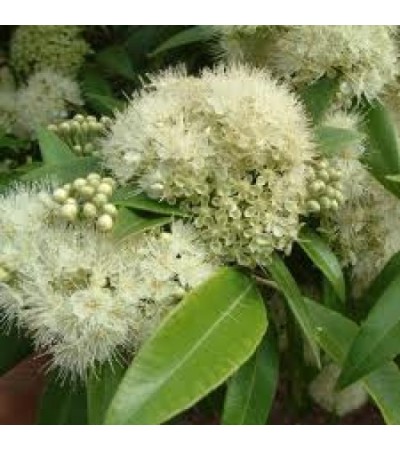 H2O Lemon Myrtle Essential Oil