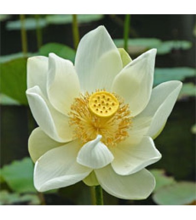 H2O Lotus White Oil (India)