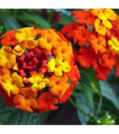 H2O  Lantana Essential Oil (Madagascar)