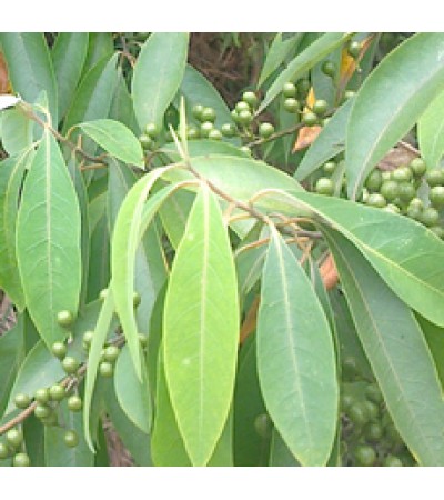 H2O Litsea Cubeba Essential Oil