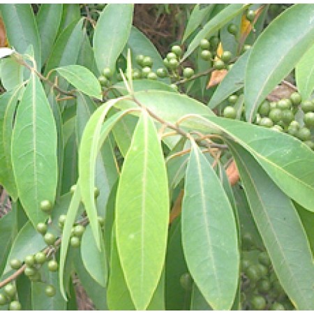 H2O Litsea Cubeba Essential Oil