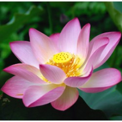 Lotus Pink Absolute Oil 5%