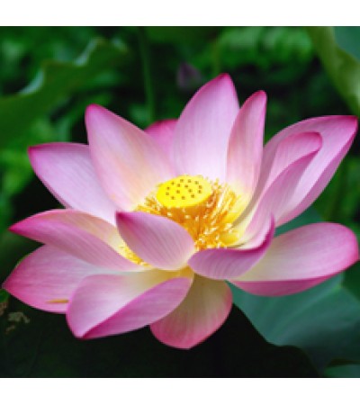 Lotus Pink Absolute Oil 5%