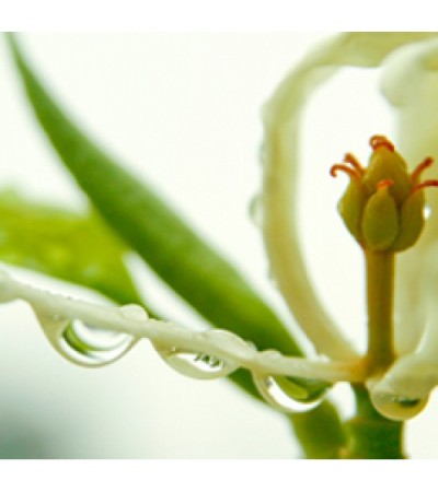 H2O Michelia Alba Essential Oil