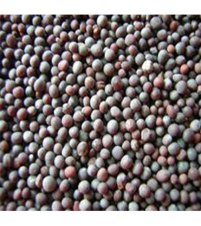 MUSTARD SEED WHOLE BLACK