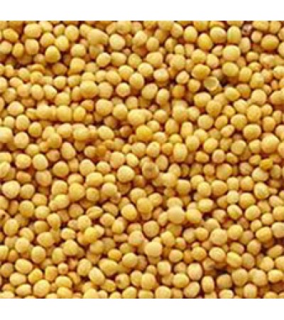 MUSTARD SEED WHOLE YELLOW