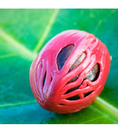 H2O Mace Essential Oil