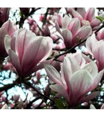 Magnolia Absolute Oil