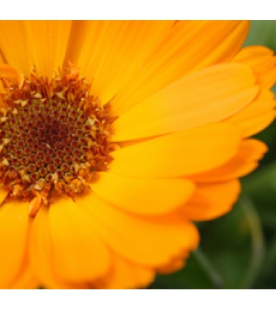 Calendula Essential Oil 5%