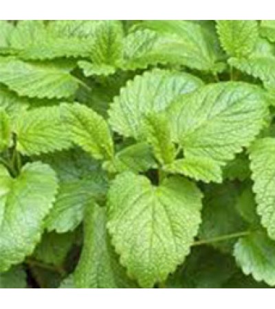 H2O Melissa Leaf Essential Oil No.1