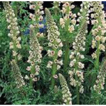 Reseda Absolute Oil