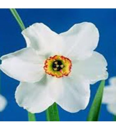 Narcissus Absolute Oil