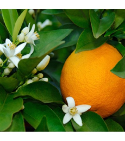 Orange Flower Absolute 5%