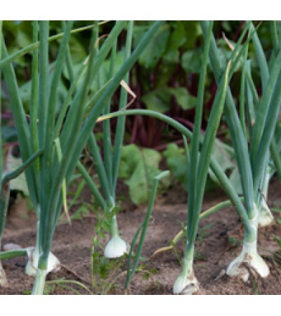 Onion Essential Oil 5percent