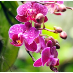 Orchid Rain Fragrant Oil