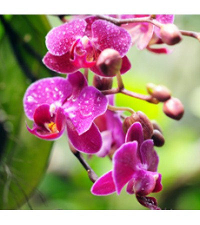 Orchid Rain Fragrant Oil