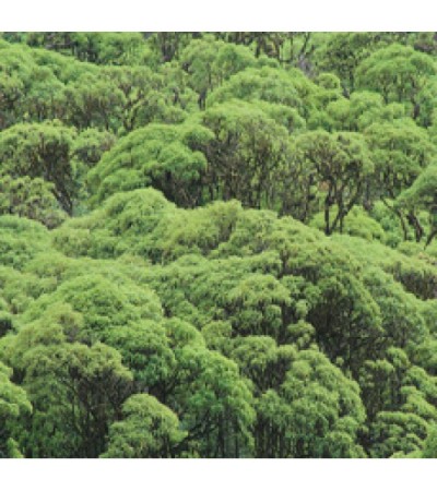 Palo Santo Essential Oil (Ecuador)