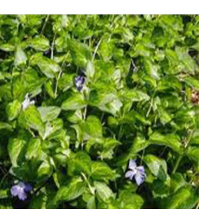 PERIWINCLE HERB