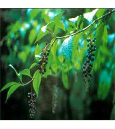 POKE ROOT Cut and Sifted