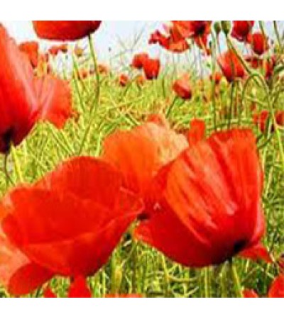 POPY FLOWER WHOLE RED