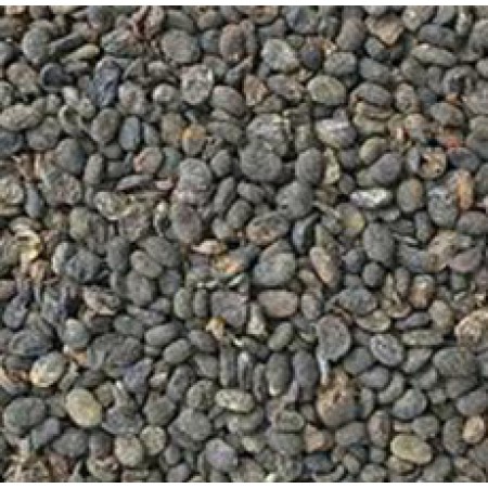 BABCHI PSORALEA SEED 