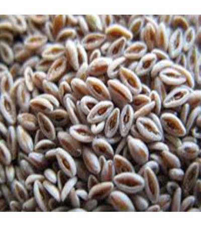 PSYLLIUM SEED BLONDE WHOLE