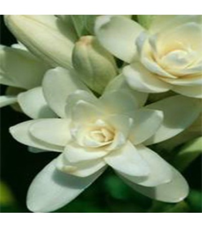 Tuberose Essential Oil (Grade B)