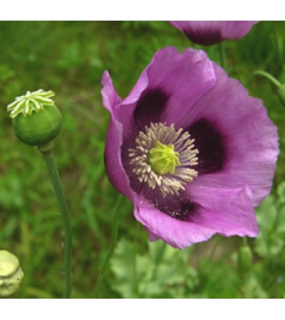 Poppy Seed Oil Virgin Organic