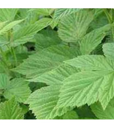 RASPBERRY LEAVES