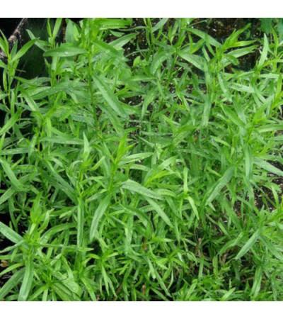 Tarragon Essential Oil
