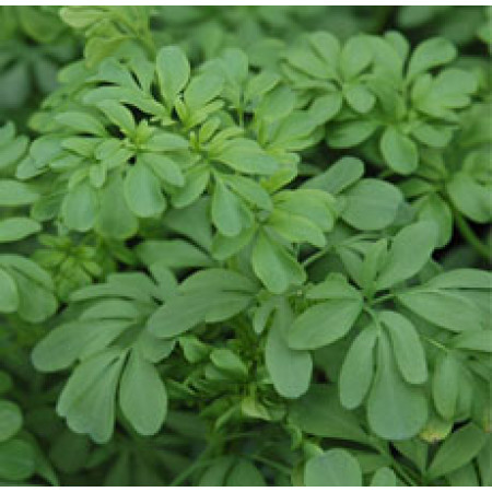 Rue Essential Oil (Morocco)