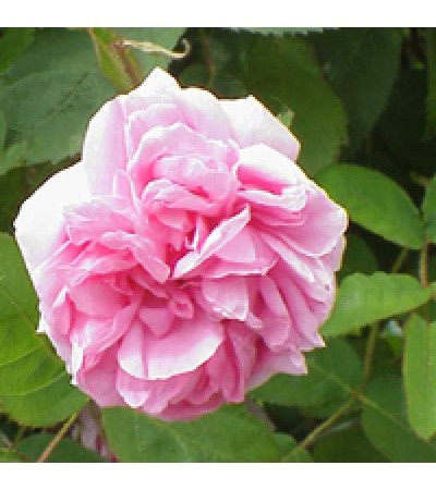 Linan Spray Rose Otto