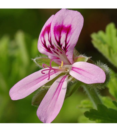 Linan Spray Gerenium