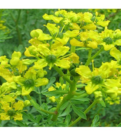 Rue Herbal Oil (CANADA)