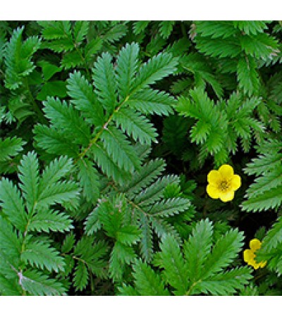 SILVERWEED HERB