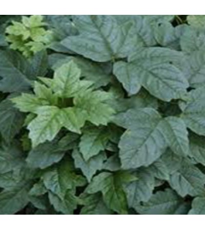 SNOWBALL (CRAMP BARK) C/S