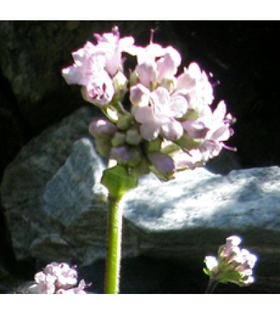Spikenard Essential Oil
