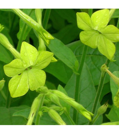 Tabacco Absolute Oil