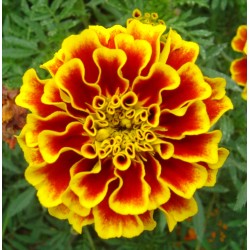 Tagete Flower Absolute